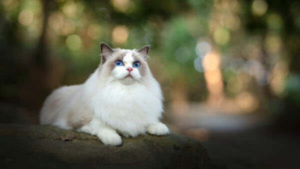 Wallpaper Blur, Sitting, Bokeh, Eyes, Cat, Rock, Fur, Blue, Background, White