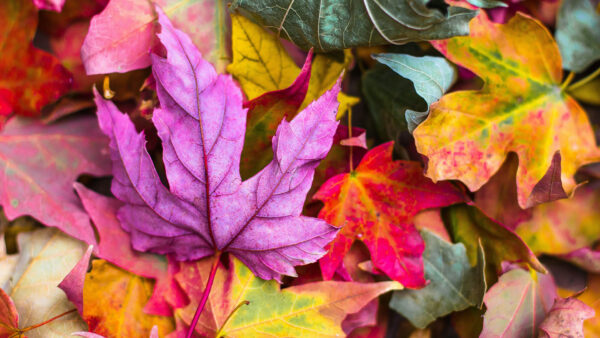 Wallpaper Leaves, Autumn, Purple, Closeup, Green, View, Tree, Red, Yellow
