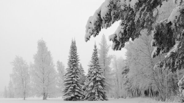 Wallpaper White, Forest, Background, Snow, Sky, Trees, Winter, Frozen