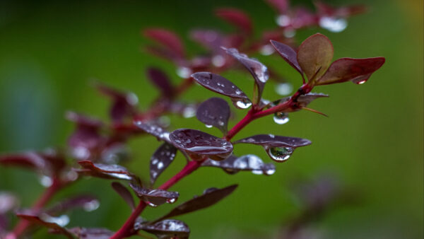 Wallpaper Branch, Barberry, Leaves, Water, Photography, Drops, Blur, Green, Background, With