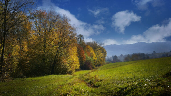 Wallpaper Field, Scenery, Grass, Beautiful, Leaves, Blue, Green, Autumn, Sky, Colorful, Clouds, Under, Trees, White