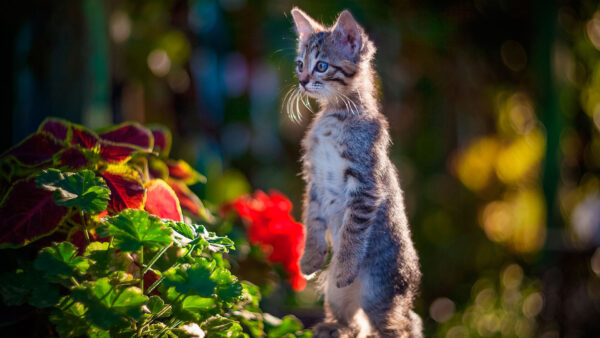 Wallpaper Kitten, Background, Stare, Look, Bokeh, Funny, Blur, Cat, With, Standing