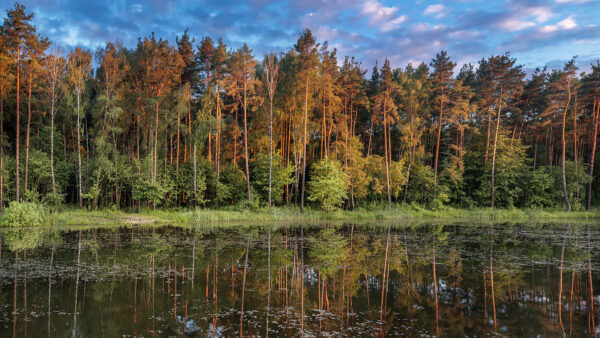 Wallpaper Under, Sky, Reflection, Nature, View, Green, Blue, Trees, Forest, Landscape, Water