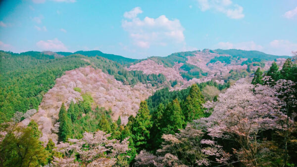 Wallpaper Nature, Sky, Blue, Trees, Blossom, Beautiful, Under, Clouds, Flowers, Mountains, White, Pink
