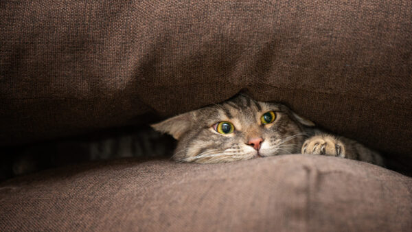 Wallpaper Inside, Brown, Cat, Funny, Couch