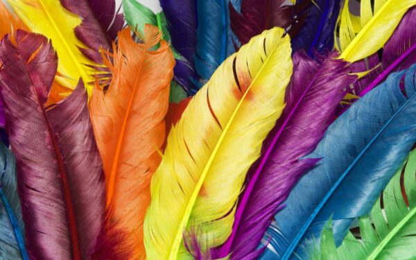 Wallpaper Feathers, Colors