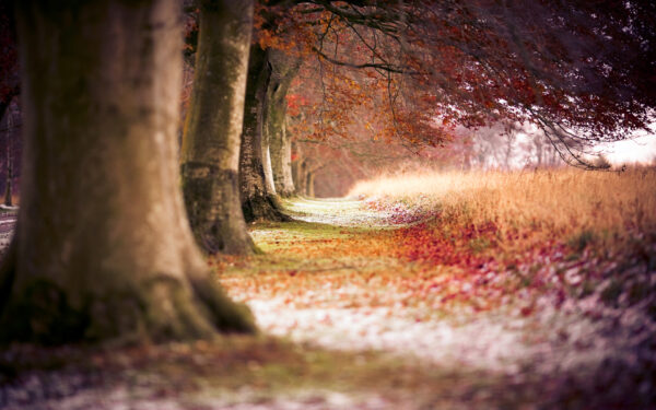 Wallpaper Trees, Autumn, Beech