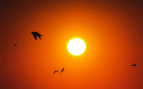 Wallpaper Sunrise, Birds