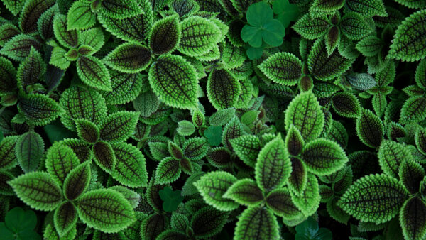 Wallpaper Green, Leaves