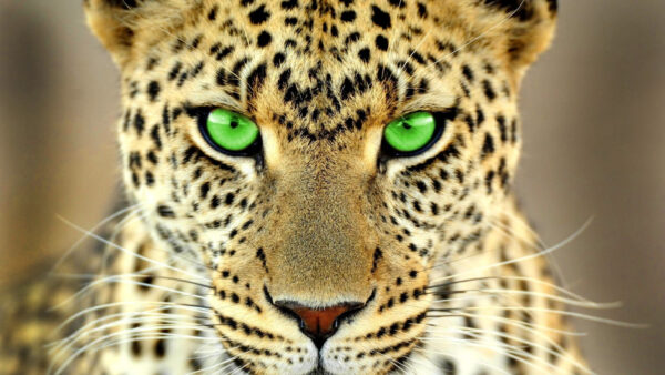 Wallpaper Cats, Eyes, Animals, Big, 4k, Leopard, Green