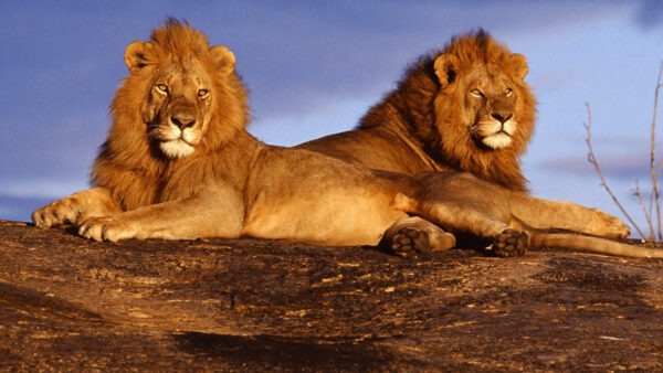 Wallpaper Lions, Predator, With, Rock, Sitting, Desktop, Background, Cloudy, Lion, Sky