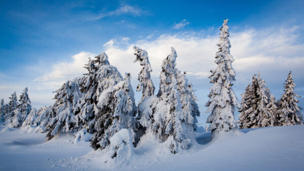 Wallpaper Fir, Sky, Blue, Trees, Snow, Background, With, Covered, During, Desktop, Winter, Nature, Norway, Mobile