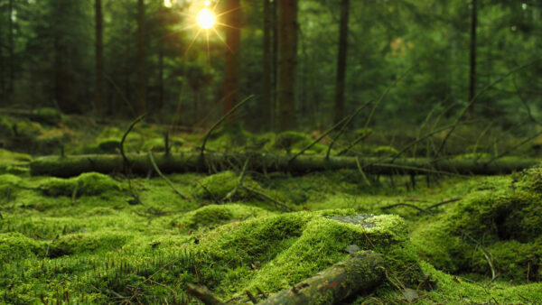 Wallpaper Algae, Tree, Forest, Branches, Desktop, Covered, Sunbeam, With