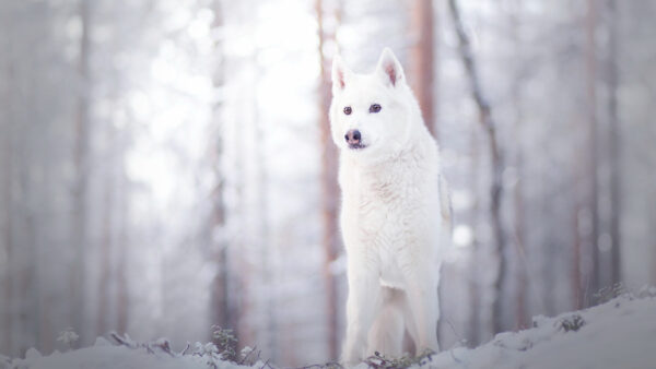 Wallpaper Download, 4k, Snow, Animal, Free, Wallpaper, Desktop, Background, Animals, Cool, Images, Wolf
