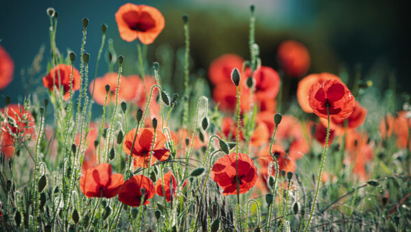 Wallpaper Poppy, Desktop, Red, Background, Blur, Flowers