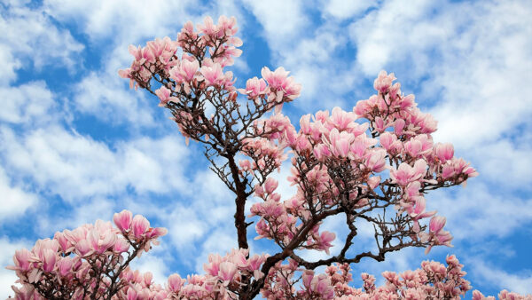 Wallpaper Blossom, Pink, Sky, Blue, Desktop, Tree, Magnolia, Flowers, Under