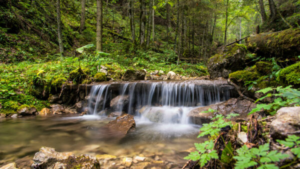 Wallpaper Foliage, Stream, Trees, Desktop, And, Forest, Mobile, Slovakia, Nature, Waterfall, With