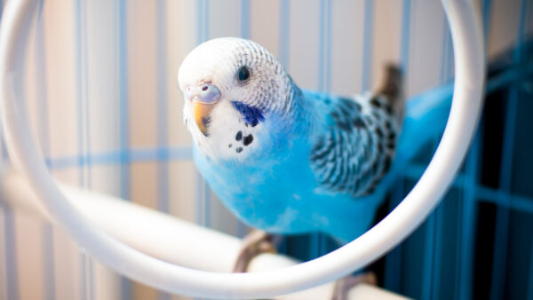 Wallpaper White, Blue, Bird, Parakeet, Desktop, Ring, Birds