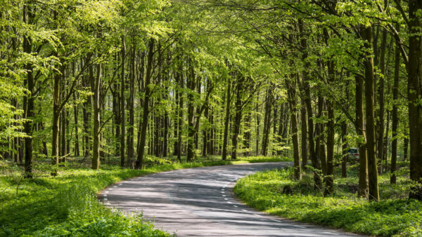 Wallpaper Between, Nature, Forest, Green, Mobile, Trees, Road, Desktop