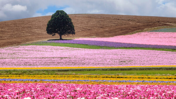 Wallpaper Pink, Field, Purple, Lavender, Green, Flowers, Mobile, Desktop, Grass