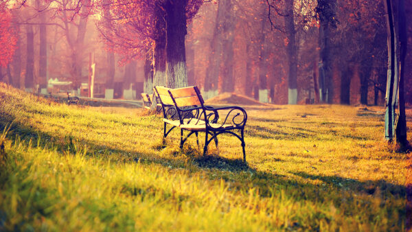 Wallpaper Nature, Park, Desktop, Grass, Wooden, Green, Bench