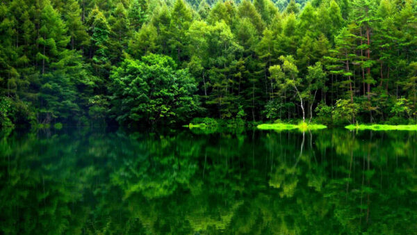 Wallpaper Water, Body, Forest, With, Reflection, Calm, Beautiful, View