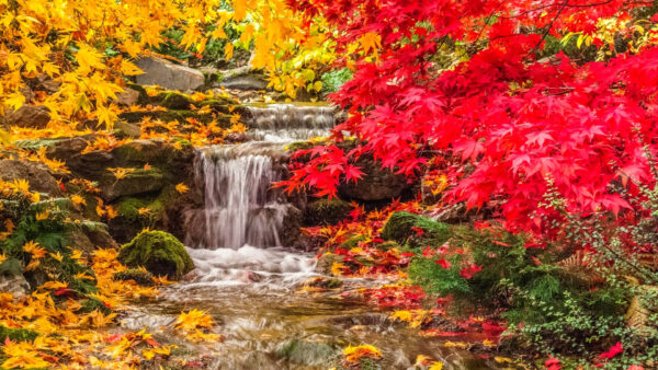 Wallpaper Waterfall, Between, Red, Autumn, Nature, Tree, Covered, Leaves, Yellow, Desktop, Rock