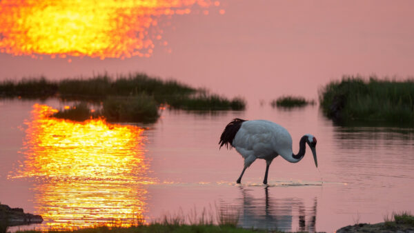 Wallpaper Bird, Water, Looking, Crane, Standing, White, Desktop, Food, Birds, For