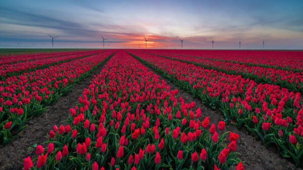 Wallpaper Background, Sunset, During, Tulip, Wind, Field, Pink, Flowers, Turbine