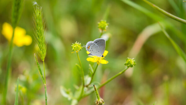 Wallpaper White, Dots, Desktop, Yellow, Mobile, Flower, Black, Butterfly