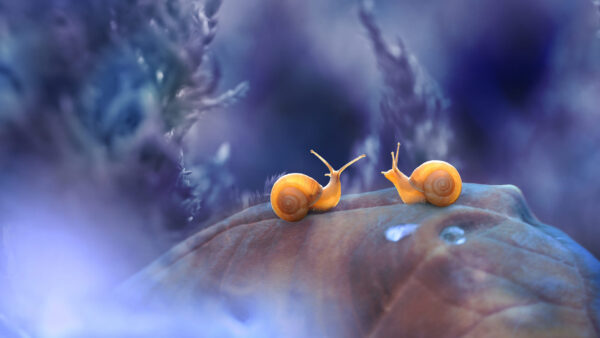 Wallpaper Leaf, Two, Snails, Background, Snail, Desktop, Purple