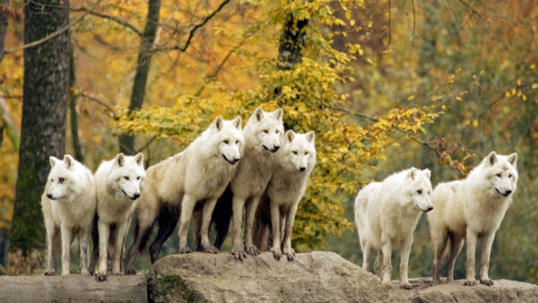 Wallpaper Animals, Rock, Are, White, Standing, Wolfs, Desktop