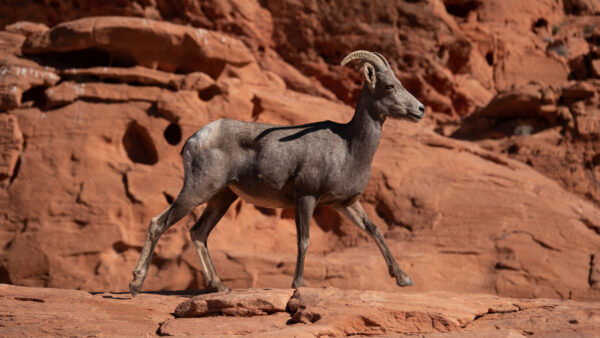 Wallpaper Background, Ibex, Nubian, Rock, Animals, Brown, Stone