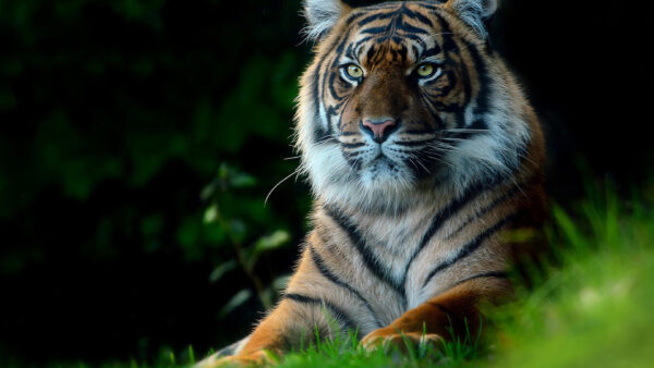 Wallpaper With, Tiger, Look, Grass, Sitting, Green, Stare