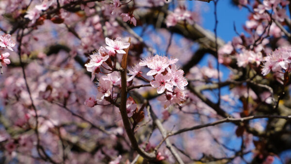 Wallpaper Tree, Cherry, Blue, Spring, Background, Sky, Pink, Blossom, Petals, Flowers