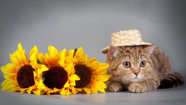 Wallpaper Lying, Bamboo, Desktop, Cap, Flower, Cat, Floor, Brown, Down, Yellow, With, Near