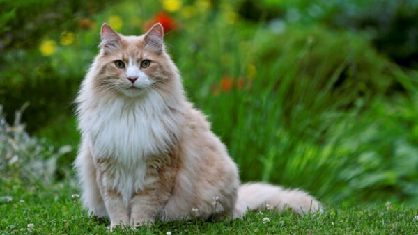 Wallpaper Sitting, Light, White, Blur, Grass, Cat, Background, Brown, Green, Plants