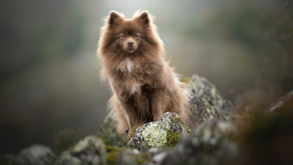 Wallpaper Spitz, Blur, Stone, Fur, Sitting, Background, Dog, Brown