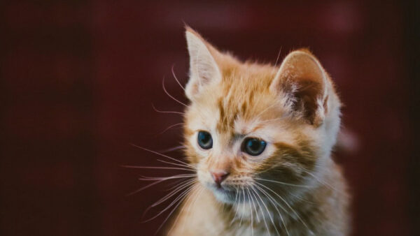 Wallpaper Blur, White, Cat, Brown, Background, Kitten