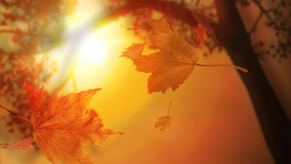 Wallpaper Falling, Leaf, Background, Sunbeam, Desktop, With, Nature