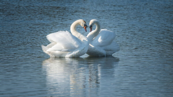 Wallpaper Mute, Two, Floating, Water, Swan, Birds, With, River, Are, White, Daytime, During, Reflection