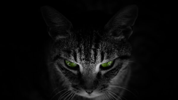 Wallpaper Green, Eyes, Cat, Black