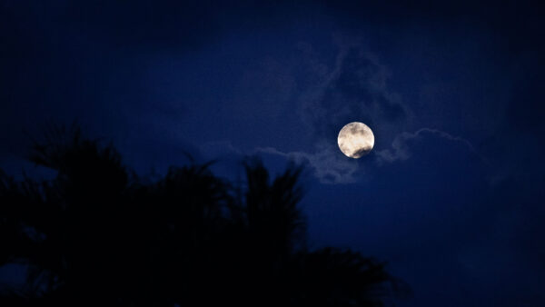 Wallpaper Trees, Night, Palm, Moon