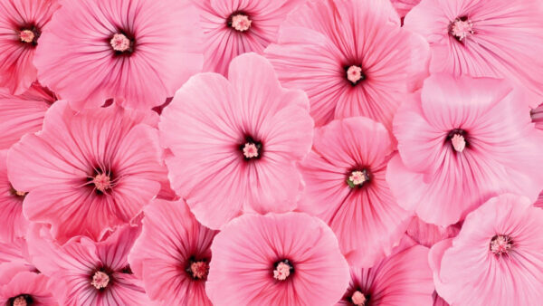 Wallpaper Flowers, Closeup, Background, View, Hibiscus, Pink, Desktop