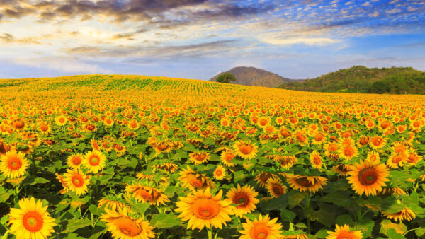 Wallpaper Beautiful, Background, Mountains, Nice, Green, Leaves, Sunflower, Plants, Sunflowers, Slope