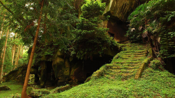 Wallpaper Bushes, Cave, Plants, Covered, Nature, Trees, Green, Rock