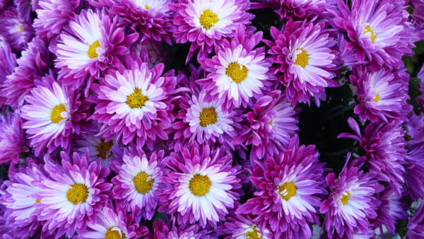 Wallpaper Petals, Purple, White, Chrysanthemum, Flowers