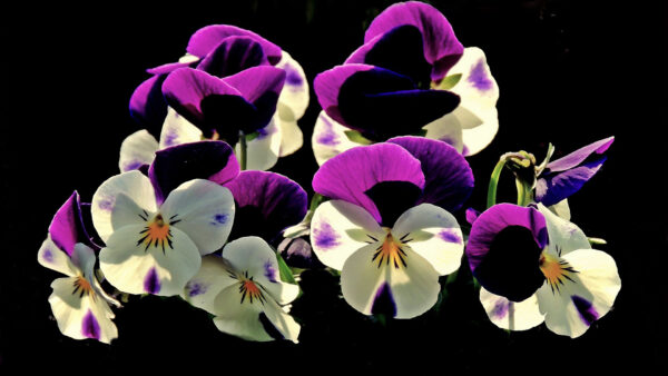 Wallpaper Flowers, White, Background, Purple, Pansy, Black
