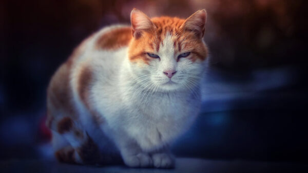 Wallpaper Background, Brown, White, Blur, Desktop, Cat
