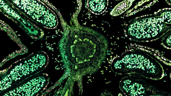 Wallpaper Cells, Biology, Green, Trippy